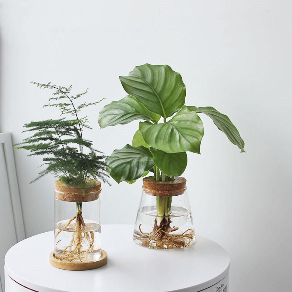 Hydroponic Grow Pod - Creative Home Glass Vase Mini Transparent