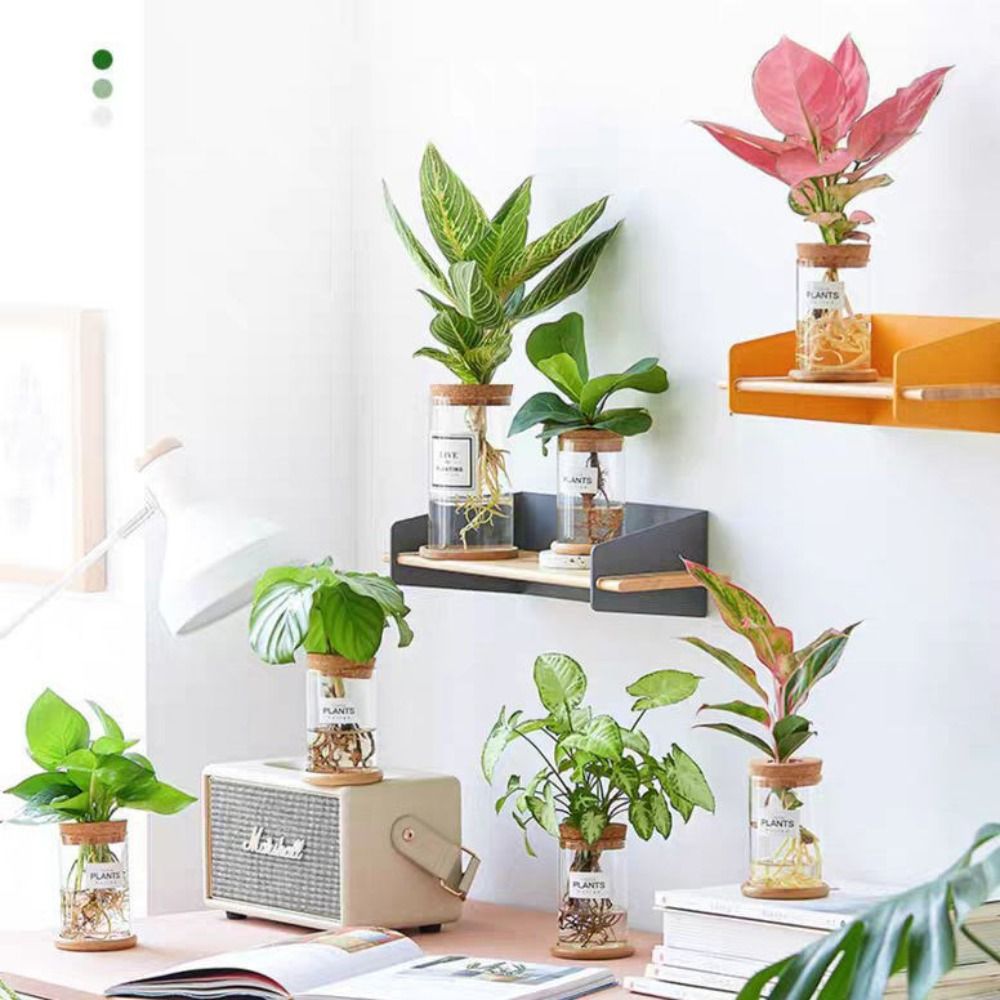 Creative Home Glass Vase Mini  - огляд і ціна Hydroponic Grow Pod