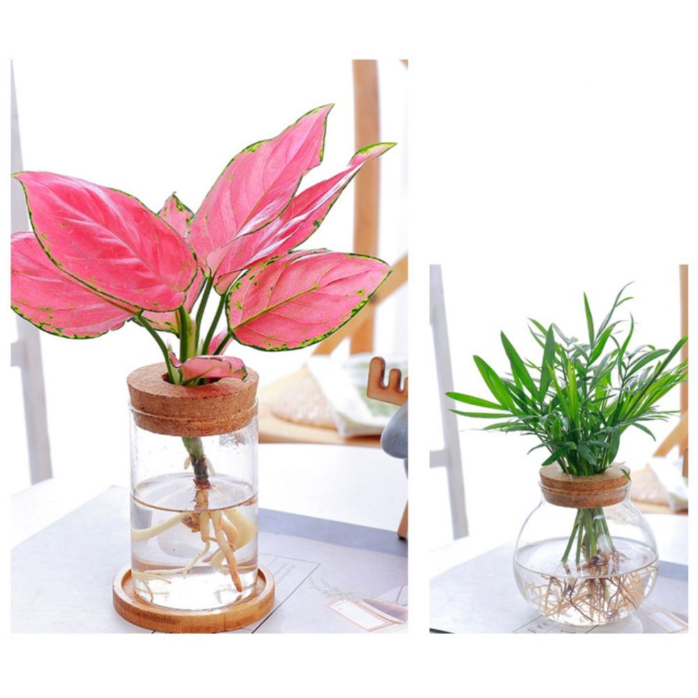 Creative Home Glass Vase Mini  - огляд і ціна Hydroponic Grow Pod