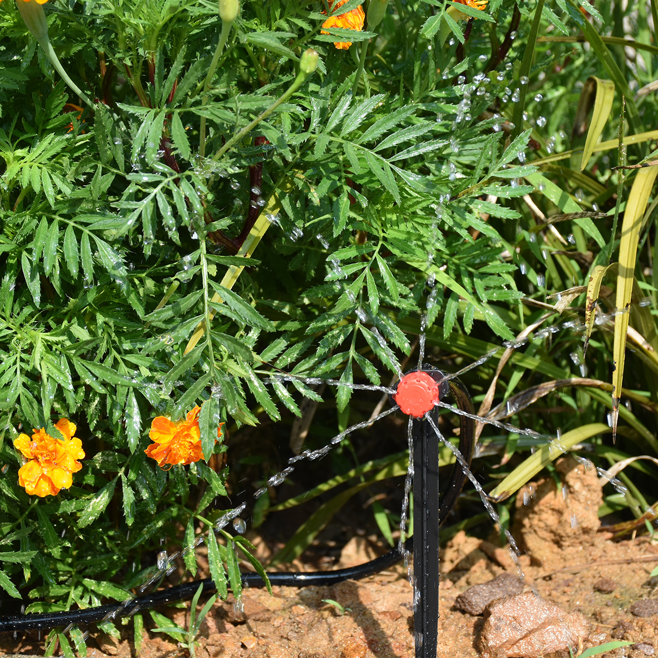 KESLA 5-50M Smart Garden Autom - огляд і ціна Smart Garden Sphagnum Moss